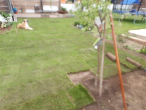 Pflanzen von Bäumen